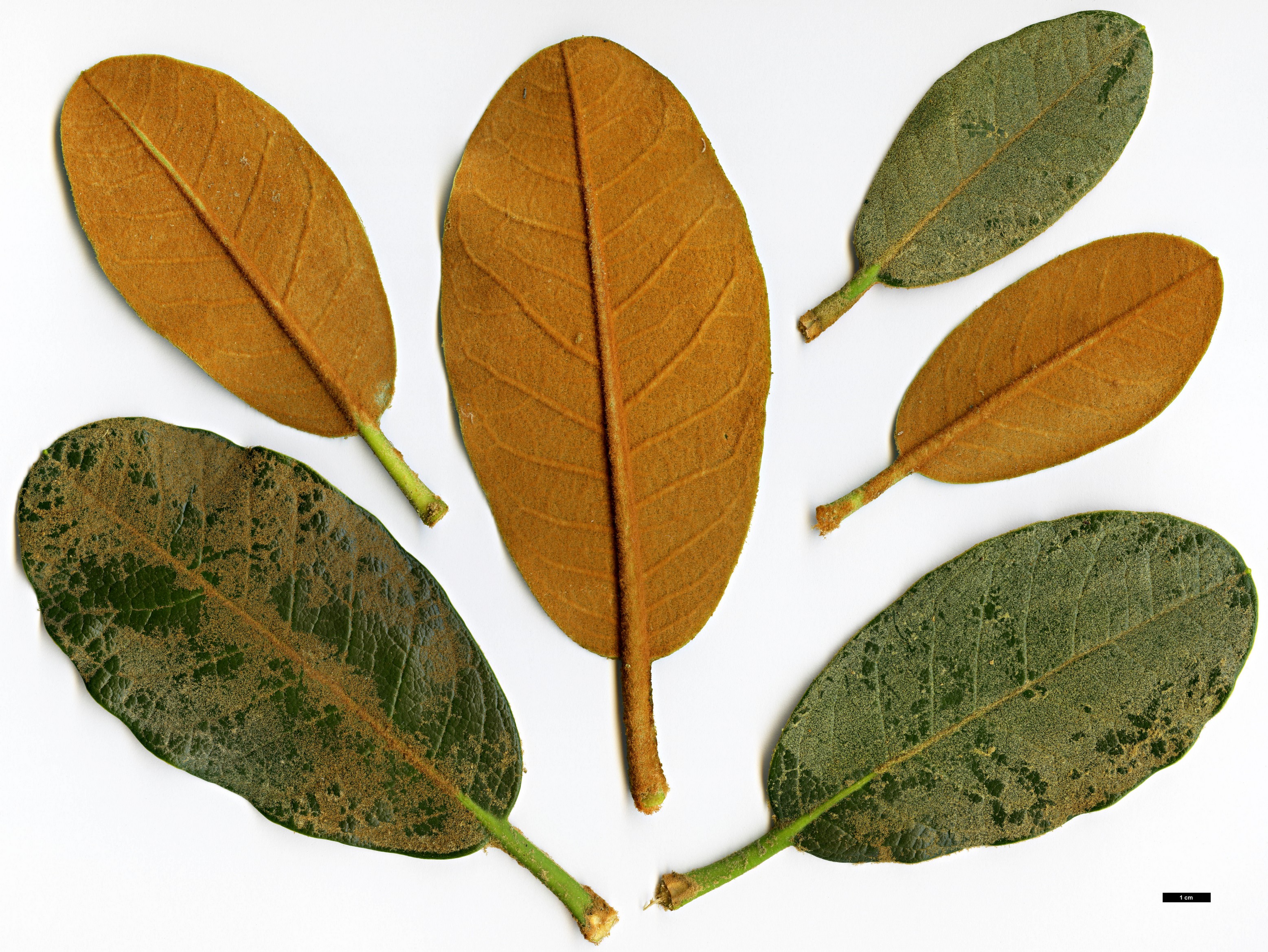 High resolution image: Family: Ericaceae - Genus: Rhododendron - Taxon: falconeri - SpeciesSub: subsp. eximium